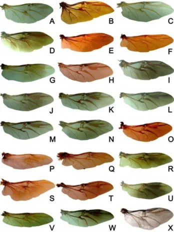 Table S1 List of species examined for geometric morphometric and cladistic analyses.