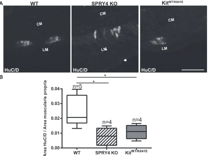 Fig 8. Decrease in myenteric neurons area in antrum of Spry4 KO and Kit WT/K641E mice
