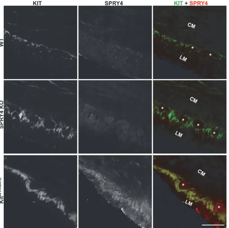 Fig 1. SPRY4-ir in the ICC of 3-month-old Kit WT/K641E antrum. Widefield microscopy, sequential channels acquisitions
