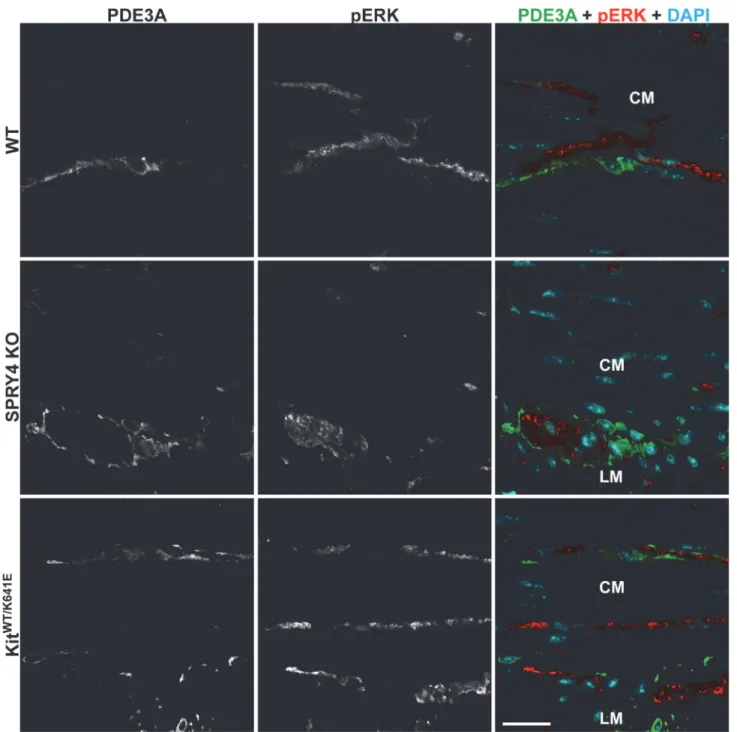 Fig 3. pERK-ir in nerve fibers but undetectable in ICC of 3-month-old WT, Spry4 KO and Kit WT/K641E antrum