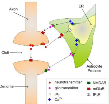 Table 1. Astrocyte Parameters.