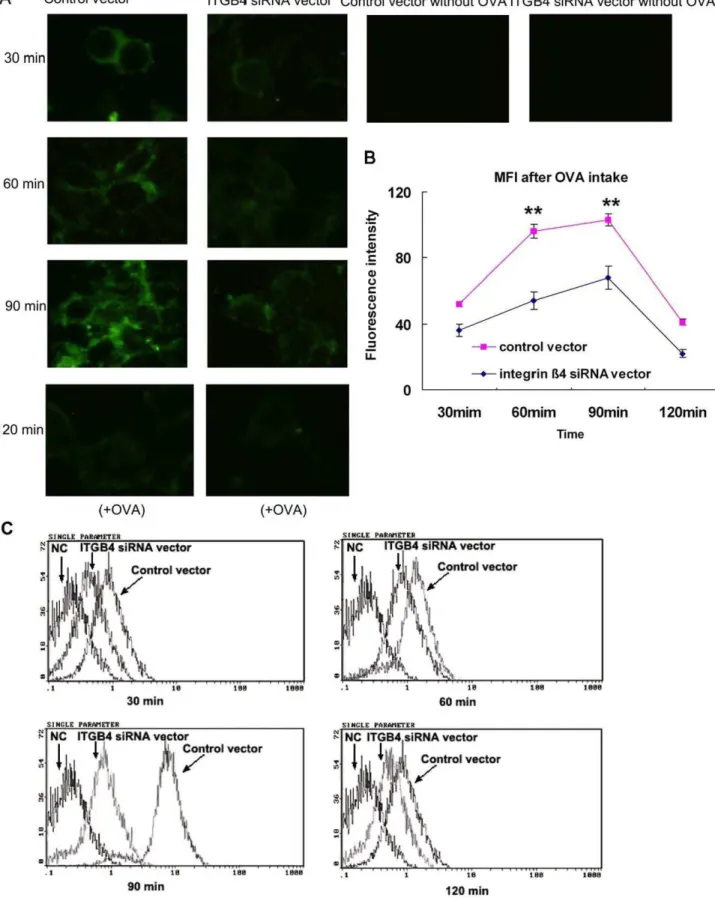 Figure 3. Antigen trafficking was surveyed after ITGB4 was silenced. (A) Control transfected 16HBE14o- cells and ITGB4-silenced cells were grown on coverslips, pulsed with FITC-labeled OVA, washed at different time points, and analyzed through laser confoc