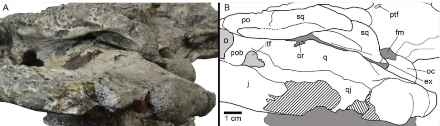 Fig 8. Left posterodorsolateral view of the otic region of HUE-04498, holotype of Lohuecosuchus megadontos gen