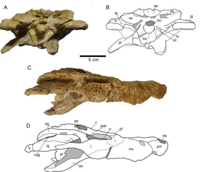 Fig 10. Skull MDE/CM-616, holotype of Lohuecosuchus mechinorum gen. et sp. nov. (A, B) Posterior views