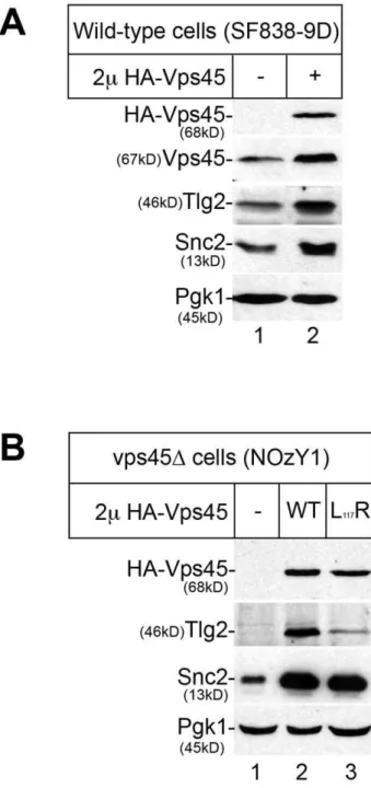 Figure 2. Elevated cellular levels of Vps45 result in a concom- concom-itant increase in Tlg2 and Snc2 levels