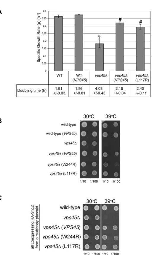 Figure 4. Vps45 L117R complements growth phenotypes of vps45 D cells. (A) The specific growth rate (m) and doubling time of wild-type (SF838-9D) and congenic vps45D mutant (NOzY1) cells producing either no HA-Vps45 (carrying the vector YEplac195), wild-typ