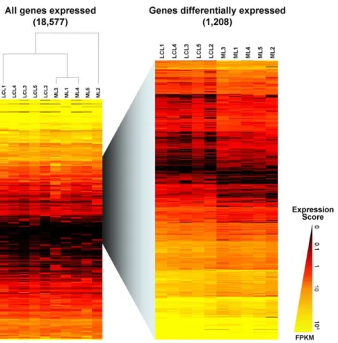 Figure 2. Global transcriptional expression patterns. Hierarchical clustering was performed using the Euclidean distance method (Gene Cluster 3.0) with complete linkage for both samples and genes assays