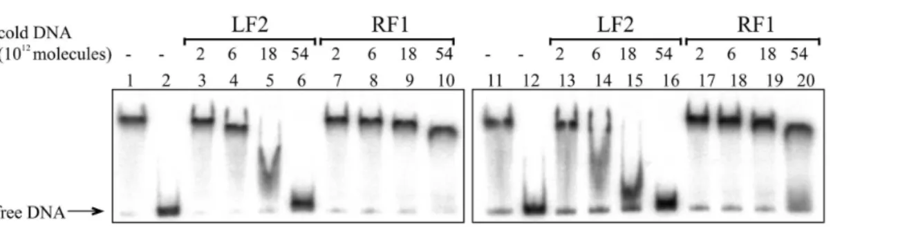 Fig. 2. Gel shift assay of the Fis binding to the lapF promoter DNA containing the wild-type Fis binding site Fis-F2 and the mutated site Fis-F2-mut.