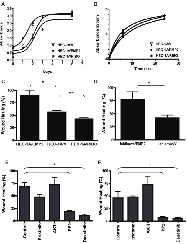 Figure 2. EMP2 expression and FAK/Src signaling promote wound healing. (A) HEC-1A/EMP2, HEC-1A/V, and HEC-1A/RIBO cells were analyzed quantitatively for total cell numbers from 0–7 days or (B) BrdU incorporation after 2 or 24 hours