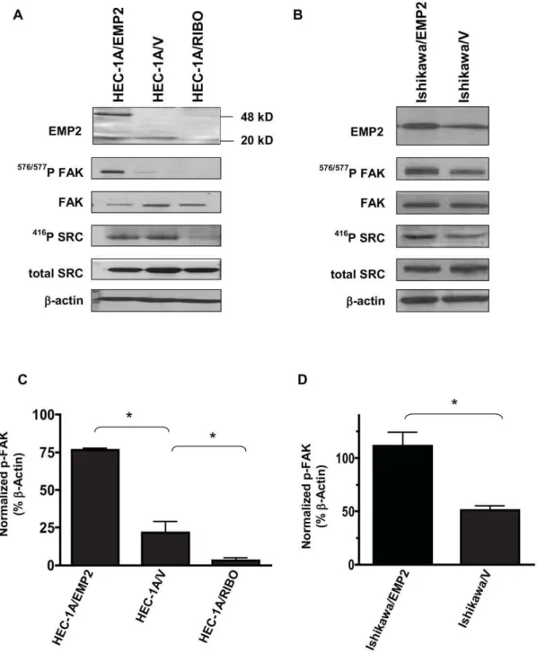 Figure 3. EMP2 promotes activated FAK and Src expression. Expression of EMP2, 576/577 P-FAK, and 416 P-Src were assessed in (A) HEC-1A/