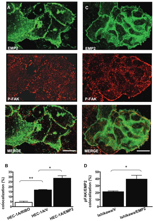 Figure 5. EMP2 and activated FAK colocalize. (A) Cellular images of HEC-1A/EMP2 cells stained for confocal microscopy using EMP2 antisera (FITC) and FAK (activated at tyrosine 397; Rhodamine)