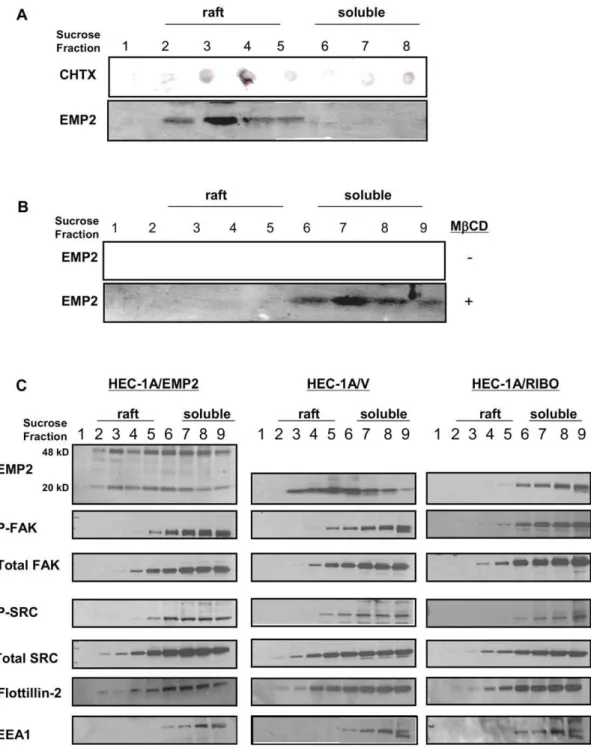 Figure 6. EMP2 forms a complex with FAK and Src in DIG lipid raft membrane domains. (A) EMP2 expression in HEC-1A lipid raft membrane domains was verified by Brij-58 insolubility