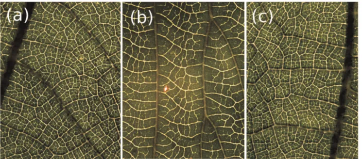 Figure 1. Variability in natural loopy networks. (a), (b) Leaf vasculature of two dicotyledonous species