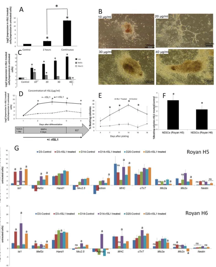 Figure 3. Optimization of the effect of rISL1 protein on hESCs. (A) To evaluate the effect of discontinuous (2 h/day) or continuous rISL1 protein addition on hESCs (Royan H5) differentiation, cells were treated continuously or discontinuously from days 1–8