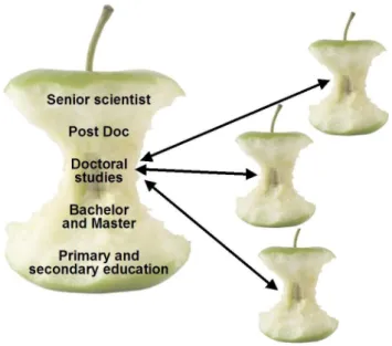 Fig. 2. Apple core concept of education: the width of the apple shows the breadth of topics covered at each stage of education