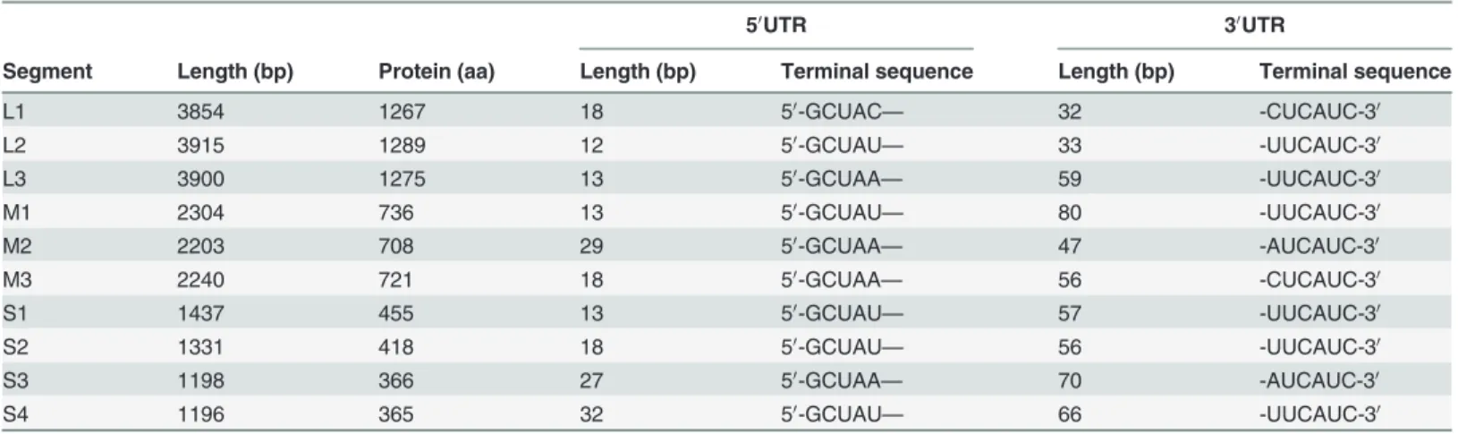 Table 2. Lengths of the coding and untranslated regions of each of the 10 genomic segments of RpMRV-YN2012.