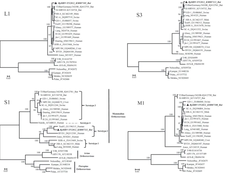 Fig 3. Phylogenetic analysis of the L1, M1, S1, and S3 genome segments for the RpMRV-YN2012 strain and most related whole-genome strains from GenBank