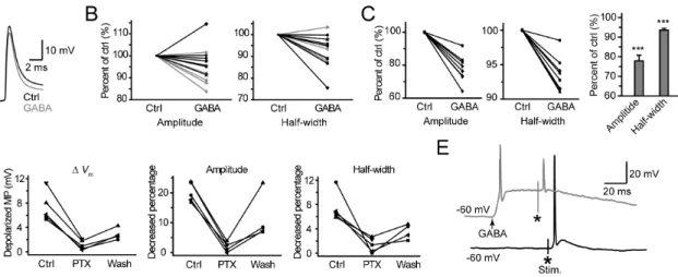 Figure 5. Activation of axonal GABA A receptors shapes the AP waveform. A, Example traces showing the change in AP waveform after GABA iontophoresis to the axon bleb