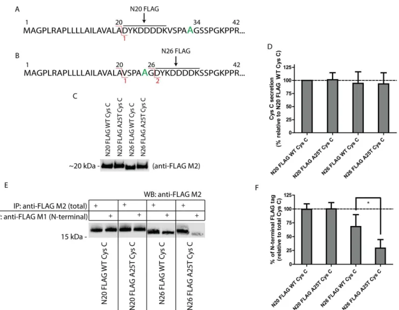 Fig 5. The A25T polymorphism predisposes Cys C to alternative signal sequence cleavage