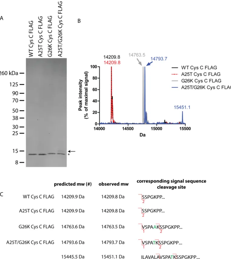 Fig 6. Mass spectrometry (MS) confirmation of Cys C signal sequence cleavage sites. (A) ARPE-19 cells were infected with adenovirus encoding for the designated Cys C FLAG variants and the amount of secreted Cys C was isolated by IP using anti-FLAG M2 beads