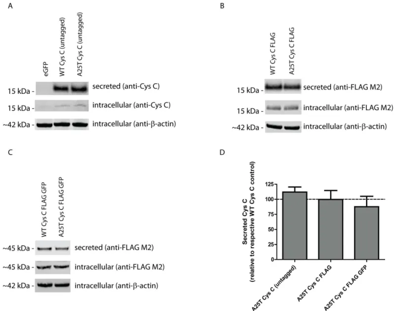 Fig 1. A25T Cys C is secreted as efficiently as WT Cys C from HEK-293T cells. (A-C) HEK-293T cells were transfected with (A) untagged WT or A25T Cys C constructs, (B) WT or A25T Cys C FLAG constructs, or (C) WT or A25T Cys C FLAG GFP constructs