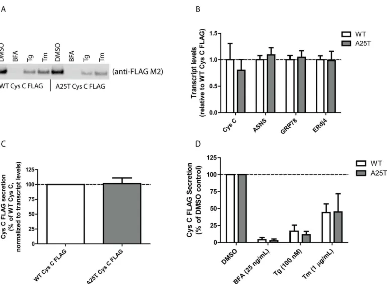 Fig 2. A25T Cys C is readily secreted from ARPE-19 cells. (A) ARPE-19 cells were transfected with WT Cys C FLAG or A25T Cys C FLAG constructs.