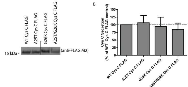 Fig 4. A G26K mutation eliminates Cys C signal sequence cleavage at site 2, and favors site 1 cleavage
