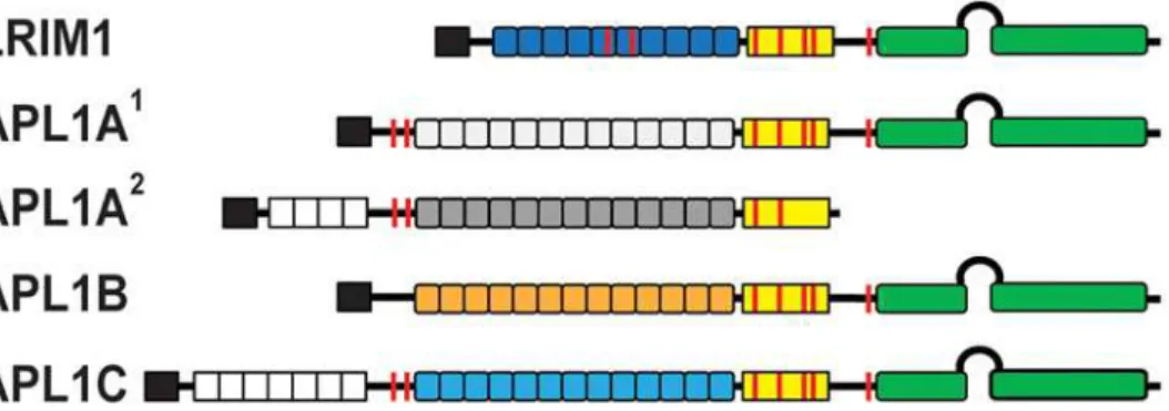Fig 1. Schematic diagram of the LRIM1 and APL1 proteins. Colored boxes: black, signal peptide; white, low-complexity PANGGL region; yellow, Cys-rich region; green, coiled-coil (CC) domain
