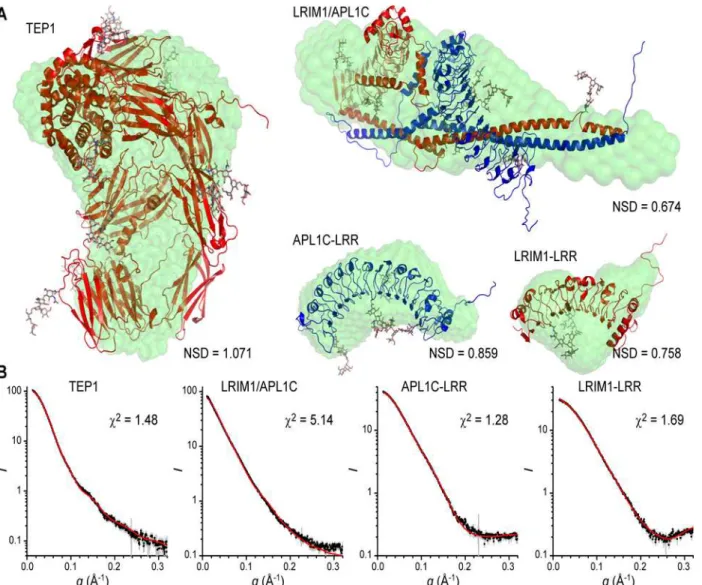 Fig 2. SAXS modeling of TEP1 * R1, LRIM1-LRR, APL1C-LRR and LRIM1/APL1C. Superposition of ab initio SAXS models and best single model generated by ALLOSMOD-FOXS for TEP1 * R1, LRIM1/APL1C, APL1C-LRR and LRIM1-LRR SAXS data