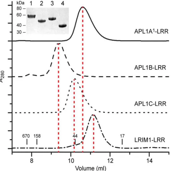 Fig 3. Solution State of LRIM1 and APL1A — C LRR domains. Solution MW determination of the LRR domains of APL1A 1 , APL1B, APL1C and LRIM1 by SEC