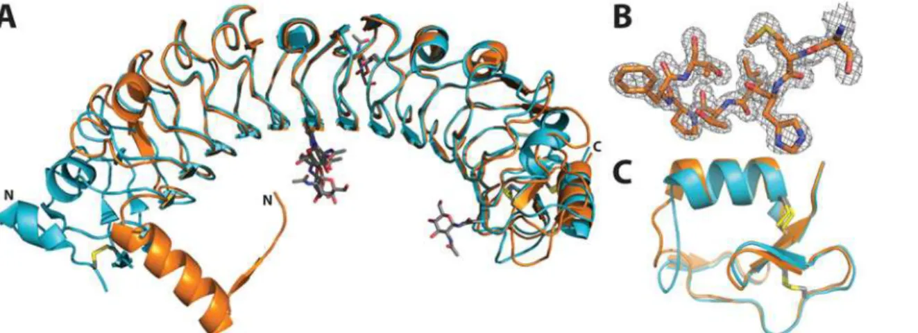 Fig 4. Crystal structure of the LRR domain of APL1B. A: Alignment of the LRR domains of APL1C (PDB ID 3ON6, turquoise) and APL1B (this study, orange)