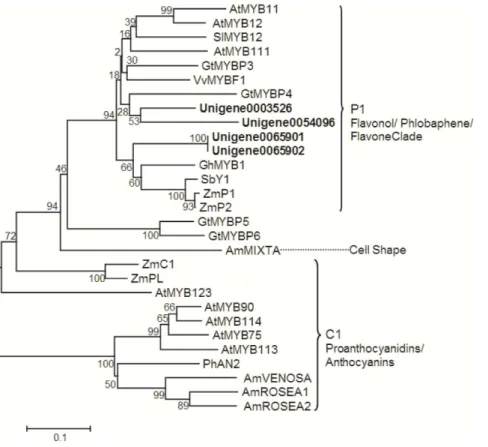 Figure 8. Phylogenetic tree of the E. breviscapus R2R3-MYB transcription factors. Phylogenetic tree constructed based on the deduced amino acid sequences for the E