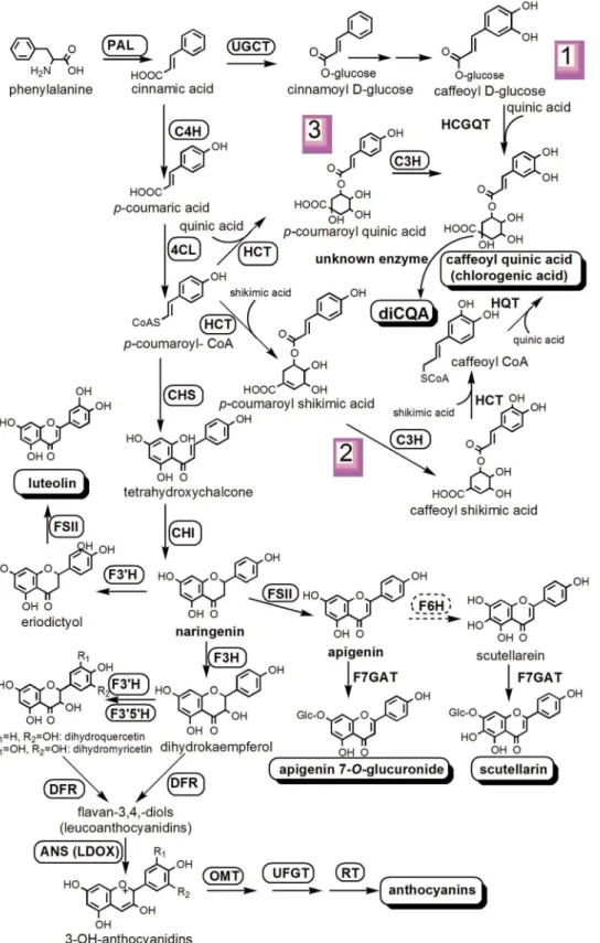 Figure 1. Putative pathway for scutellarin and chlorogenic acids biosynthesis in E. breviscapus 
