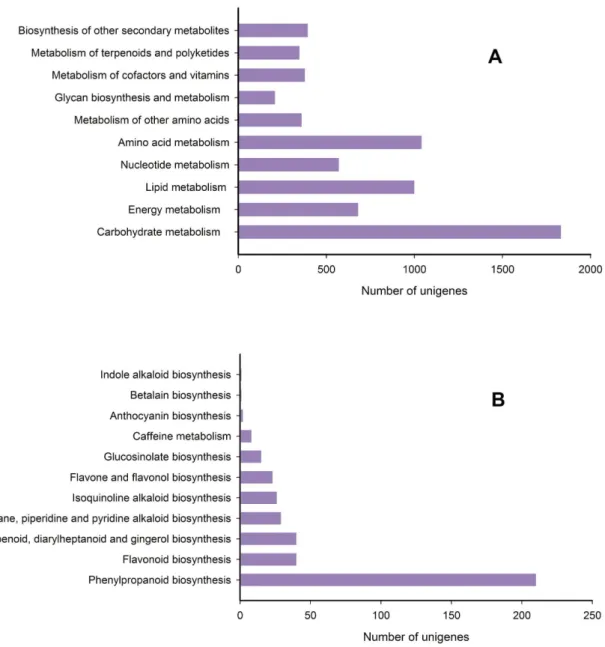 Figure 6. Pathway assignment based on the KEGG. (A) Classification based on metabolism categories; (B) Classification based on biosynthesis of other secondary metabolites.