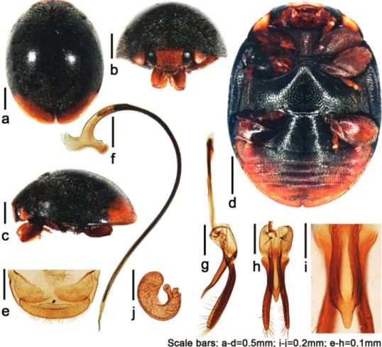 Figure 2.  Tumidusternus fujianensis Huo &amp; Ren, sp. n. a dorsal view b anterior view c lateral view  d ventral view e ovipositor f penis g lateral view of tegmen h ventral view of tegmen i ventral view of  penis guide j spermatheca.