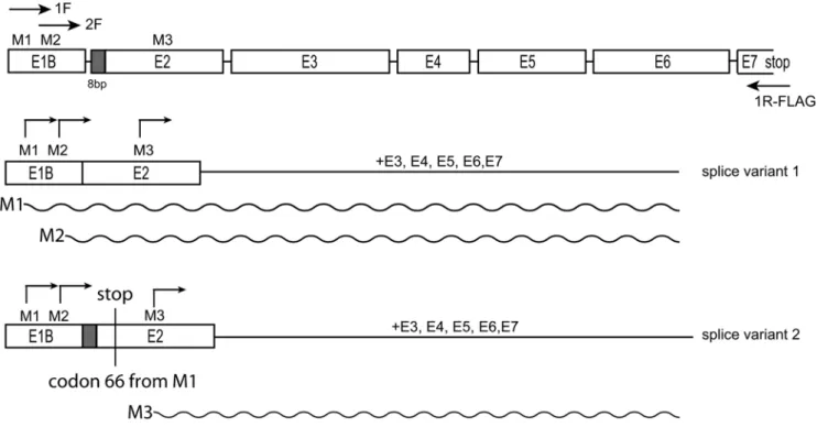 Figure 1. Schematic representation of the coding sequence of mSIRT3 splice variants. Met1 (M1) and Met15 (M2) are in exon 1B (E1B) (nomenclature according to Yang et al., [12]), Met78 (M3, equivalent to M143 in hSIRT3) in exon 2 (E2)