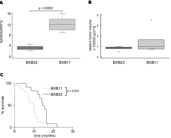 Figure 1. BXB11 mice differ from BXB23 mice with respect to tumor incidence and survival