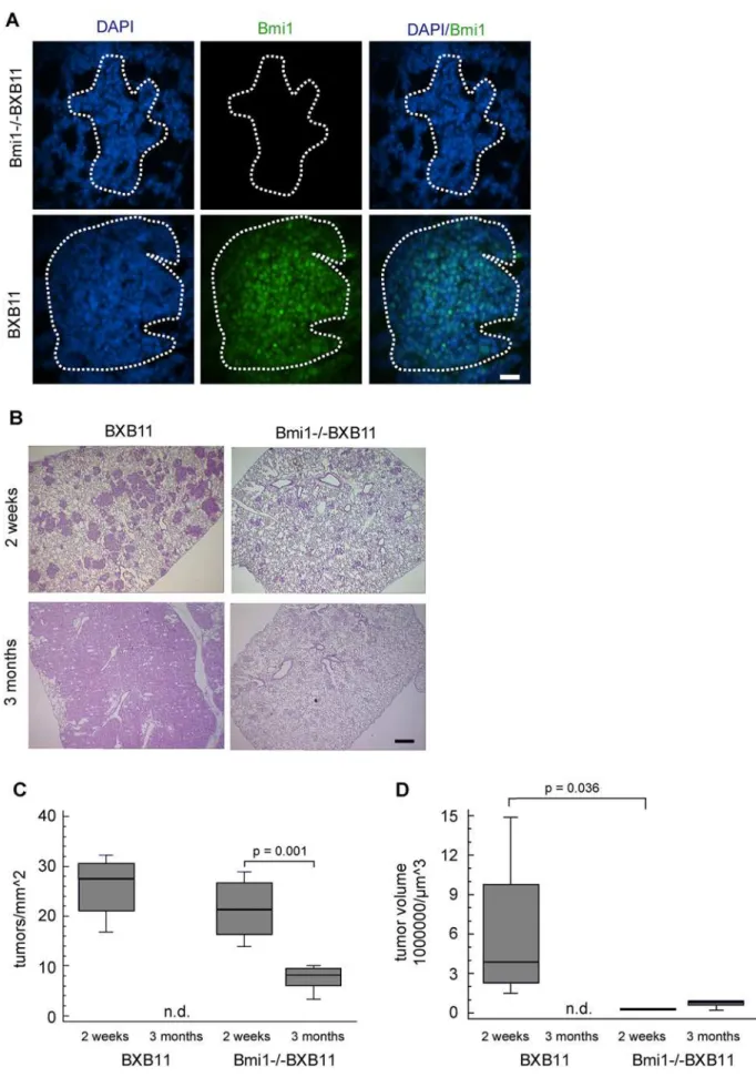 Figure 2. Lack of Bmi1 expression correlates with reduced tumor growth but not incidence in BXB11 mice