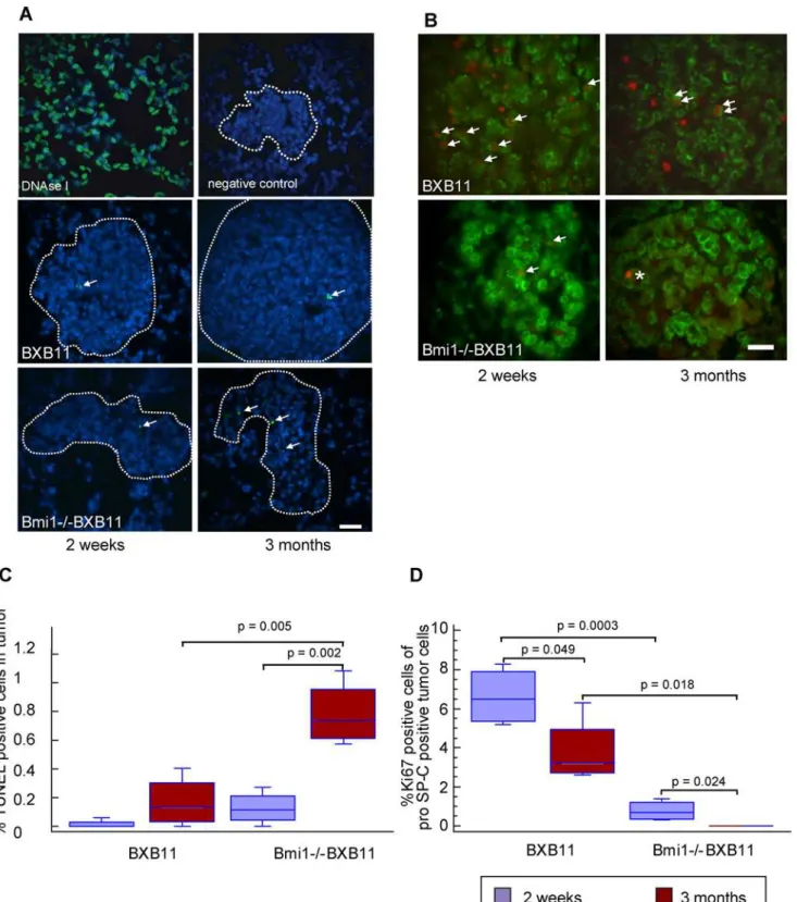 Figure 3. Increased apoptosis and reduced proliferation in Bmi12/2BXB11 tumors. A) TUNEL staining of paraffin embedded lung sections from Bmi12/2BXB11 and BXB11 mice