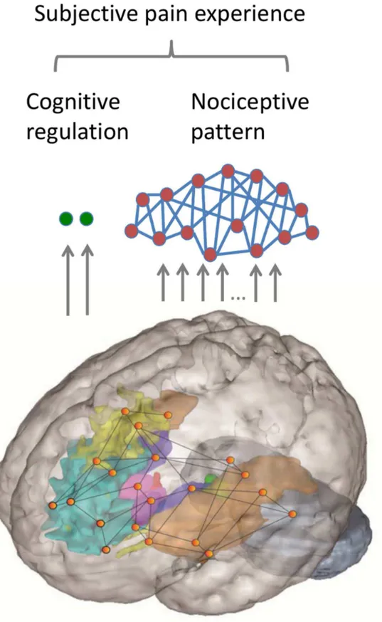 Fig 1. Distinct component to the subjective perception of pain. Core nociceptive nodes comprise a multivariate pattern (the neurological pain signature [NPS]), and fronto-striatal brain regions comprise an evaluative pathway sensitive to self-directed cogn