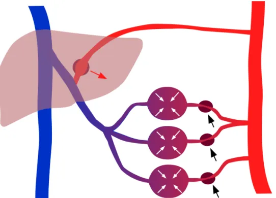 Fig 3. Scheme of hepato-splanchinc contribution for hemodynamic stability. Splanchnic