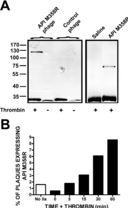 Figure 2. Reactivity of T7 10B-API M358R fusion proteins displayed on intact phage with thrombin and time course of enrichment of API M358R-expressing phage by exposure to thrombin