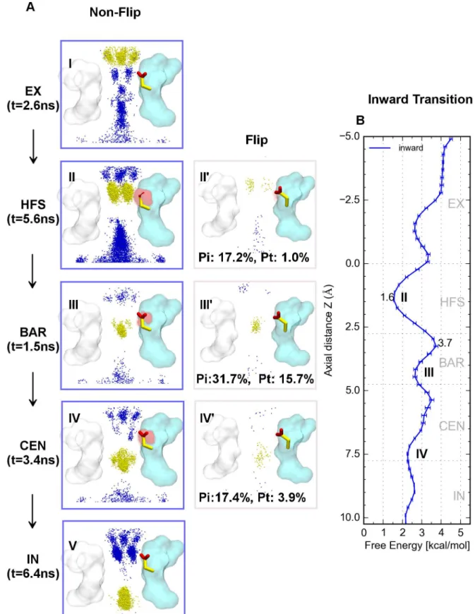 Figure 6. Inward ionic binding modes and PMF. A) Overlay of the conformational space of the probe ions (yellow), coupling sodium ions (blue) and E53 carboxyl oxygen distributions (transparent spheres with different intensity) for different ionic binding mo