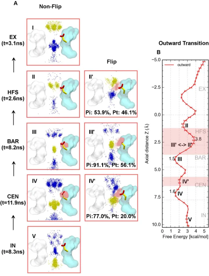 Figure 7. Outward ionic binding modes and PMF. A) Overlay of the conformational space of the probe ions (yellow), coupling sodium ions (blue) and E53 carboxyl oxygen distributions (transparent spheres with different intensity) for different ionic binding m