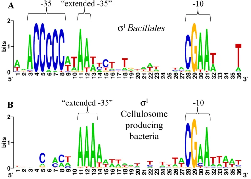 Fig 1. Identification of conserved elements of σ I -dependent promoter sequences. (A) WebLogo generated with the Bacillales sigI promoters shown in S4 Table