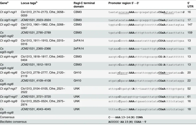 Table 1. Alignment of putative C. thermocellum and C. straminisolvens sigI promoters.