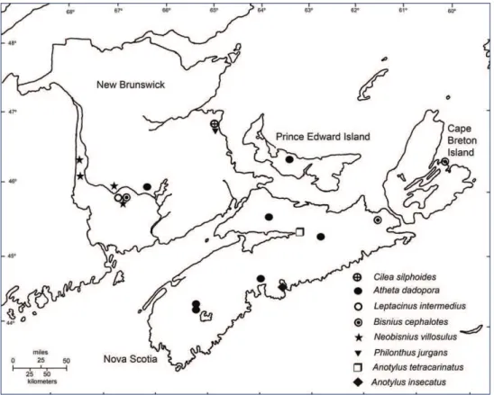 Fig. 5. Distribution of Cilea silphoides, Atheta dadopora, Leptacinus intermedius, Bisnius cephalotes, Neobis- Neobis-nius villosulus, Philonthus jurgans, Anotylus tetracarinatus, and Anotylus insecatus in the Maritime Provinces  of Canada.