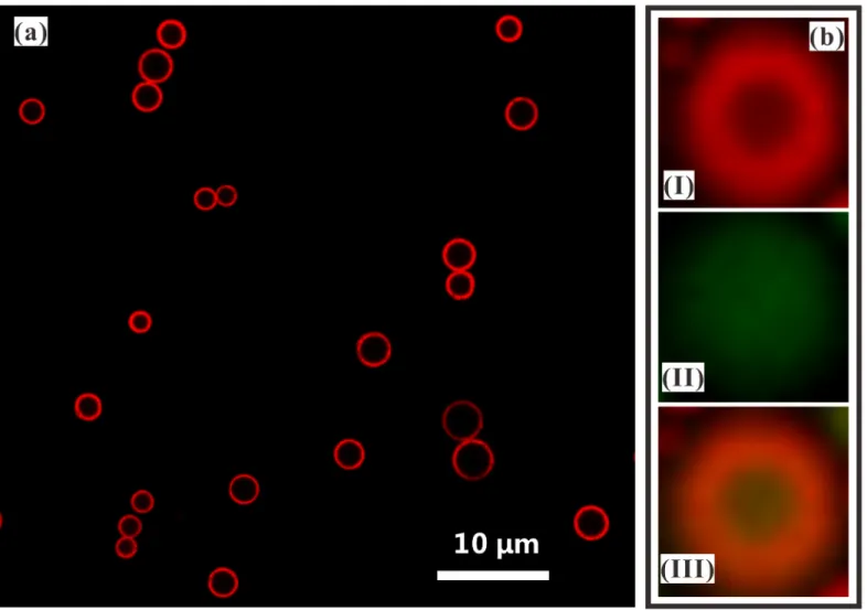 Fig 6. Core-shell structure of curcumin-loaded PLGA droplets produced by CES. (a) Confocal fluorescence microscopic image of droplets showing the shell shape (Nile red 0.01 w% in outer liquid); (b) Confocal fluorescence microscopic image of MPs showing the