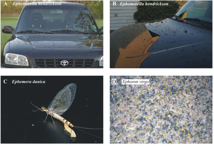 Figure 1. Mayflies attracted en masse to shiny black cars due to the highly and horizontally polarized light reflected from the car- car-body