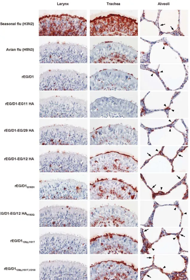 Figure 6. Attachment of rEG/D1 viruses to tissues of the human respiratory tract. The attachment patterns of A/Japan/434/2003 (H3N2), A/